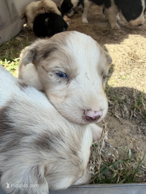 Red Merle  – Australian Shepherd puppy for sale in Gilmer, TX