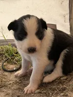 Red Merle , a male Australian Shepherd for sale in Gilmer, TX – Photo 2 of 4