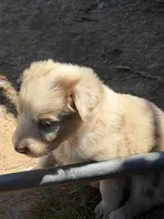 Red Merle Boy, a male Australian Shepherd for sale in Gilmer, TX – Photo 5 of 5