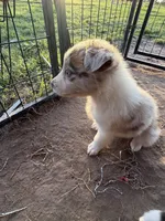 Red Merle Boy, a male Australian Shepherd for sale in Gilmer, TX – Photo 3 of 5