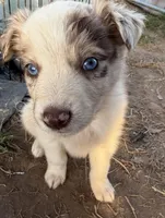 Red Merle Boy, a male Australian Shepherd for sale in Gilmer, TX – Photo 1 of 5