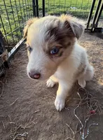Red Merle Boy, a male Australian Shepherd for sale in Gilmer, TX – Photo 2 of 5