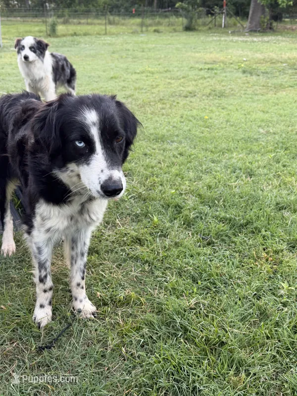 Rhea – Australian Shepherd puppy for sale in Gilmer, TX