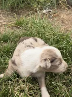 Red Merle, a male Australian Shepherd for sale in Gilmer, TX – Photo 4 of 4