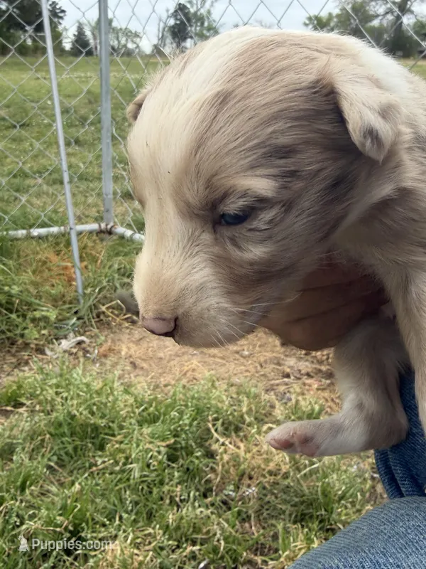 Red Merle – Australian Shepherd puppy on hold in Gilmer, TX