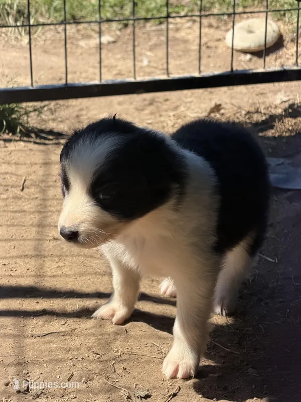 Black Tri – Australian Shepherd puppy for sale in Gilmer, TX