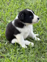 Black Tri Boy, a male Australian Shepherd for sale in Gilmer, TX – Photo 5 of 6
