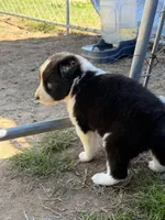 Black Tri Boy, a male Australian Shepherd for sale in Gilmer, TX – Photo 3 of 6