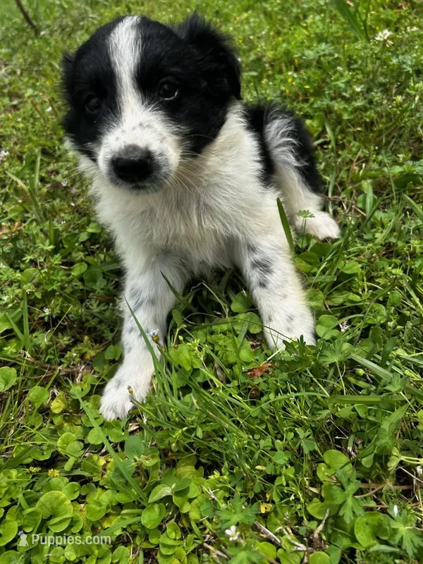 Black Tri Boy – Australian Shepherd puppy for sale in Gilmer, TX