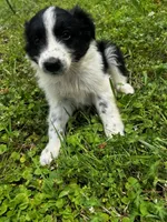 Black Tri Boy, a male Australian Shepherd for sale in Gilmer, TX – 1 of 6