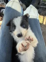 Black Tri Boy, a male Australian Shepherd for sale in Gilmer, TX – Photo 4 of 6