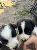 Black Tri Boy, a male Australian Shepherd for sale in Gilmer, TX – Photo 6 of 6