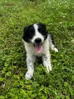 Black Tri Boy, a male Australian Shepherd for sale in Gilmer, TX – 2 of 6