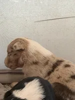 Black Tri, a female Australian Shepherd for sale in Gilmer, TX – Photo 3 of 3