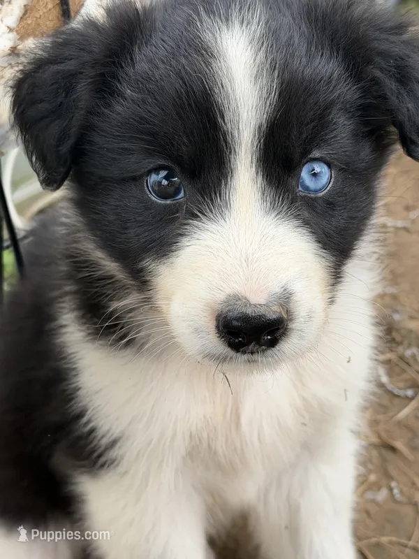Black Tri Boy – Australian Shepherd puppy for sale in Gilmer, TX