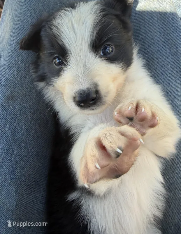 Black tri Girl – Australian Shepherd puppy for sale in Gilmer, TX