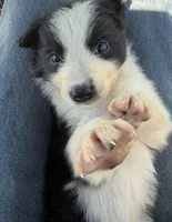 Black tri Girl, a female Australian Shepherd for sale in Gilmer, TX – Photo 1 of 5