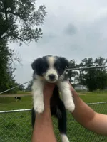 Black tri Girl, a female Australian Shepherd for sale in Gilmer, TX – 2 of 7