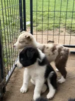 Black tri Girl, a female Australian Shepherd for sale in Gilmer, TX – Photo 3 of 5