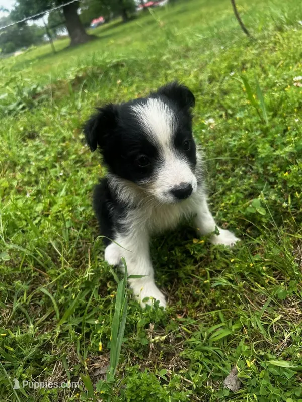 Black tri Girl – Australian Shepherd puppy for sale in Gilmer, TX