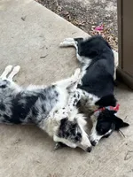 Atlas, a male Australian Shepherd for sale in Gilmer, TX – 3 of 3