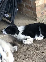 Rhea, a female Australian Shepherd for sale in Gilmer, TX – 3 of 4