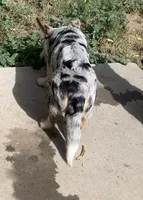 Freckles , a female Cardigan Welsh Corgi for sale in Falcon, CO – 5 of 5