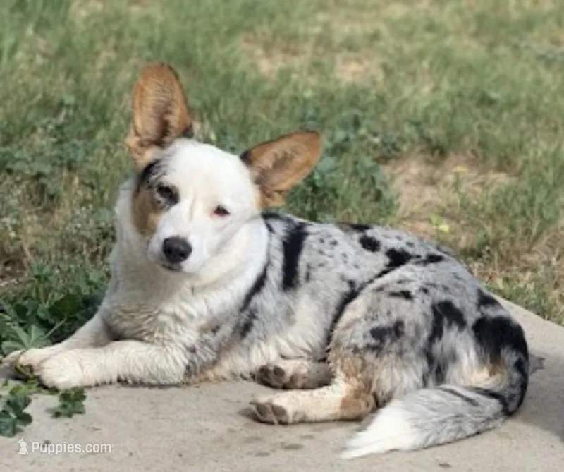 Freckles  – Cardigan Welsh Corgi puppy for sale in Falcon, CO