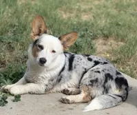 Freckles , a female Cardigan Welsh Corgi for sale in Falcon, CO – 1 of 5