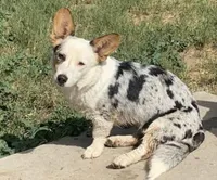 Freckles , a female Cardigan Welsh Corgi for sale in Falcon, CO – 2 of 5