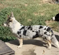Freckles , a female Cardigan Welsh Corgi for sale in Falcon, CO – 3 of 5