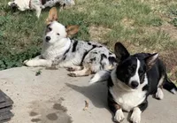 Freckles , a female Cardigan Welsh Corgi for sale in Falcon, CO – 4 of 5