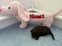 Adorables, a female Miniature Goldendoodle for sale in Orlando, FL – Photo 7 of 10