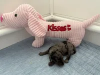 Adorables, a female Miniature Goldendoodle for sale in Orlando, FL – Photo 3 of 10