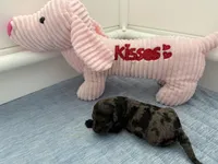 Adorables, a female Miniature Goldendoodle for sale in Orlando, FL – Photo 2 of 10