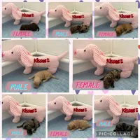 Adorables, a female Miniature Goldendoodle for sale in Orlando, FL – Photo 10 of 10