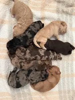 Adorables, a female Miniature Goldendoodle for sale in Orlando, FL – Photo 9 of 10