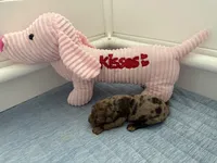 Adorables, a female Miniature Goldendoodle for sale in Orlando, FL – Photo 5 of 10