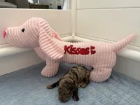 Adorables, a female Miniature Goldendoodle for sale in Orlando, FL – Photo 4 of 10