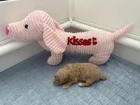 Adorables, a female Miniature Goldendoodle for sale in Orlando, FL – Photo 8 of 10