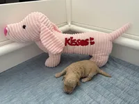 Adorables, a female Miniature Goldendoodle for sale in Orlando, FL – Photo 1 of 10