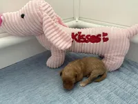 Adorables, a female Miniature Goldendoodle for sale in Orlando, FL – Photo 6 of 10