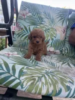Milo, a male Cavapoo for sale in Clifton, KS – 2 of 3