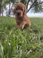 Layla, a female Miniature Goldendoodle for sale in Clifton, KS – 2 of 3