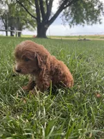 Benji, a male Miniature Goldendoodle for sale in Clifton, KS – 2 of 3