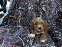 Layla , a female Cockapoo for sale in Clifton, KS – 2 of 2