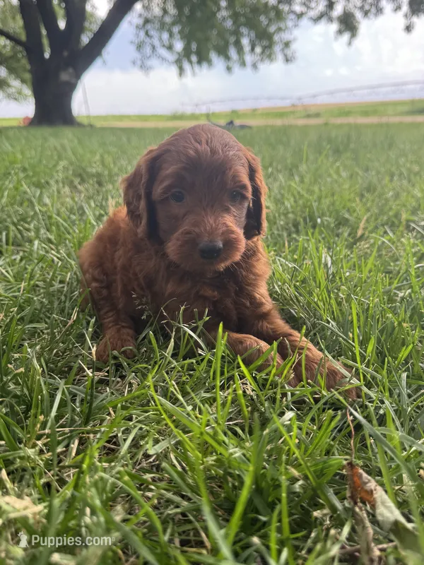 Benji – Miniature Goldendoodle puppy for sale in Clifton, KS