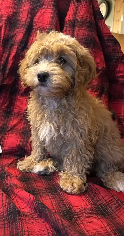 Sissy – Shihpoo puppy for sale in Clifton, KS