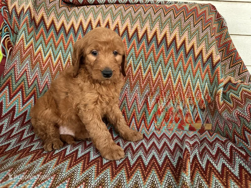 Danny – Goldendoodle puppy for sale in Clifton, KS