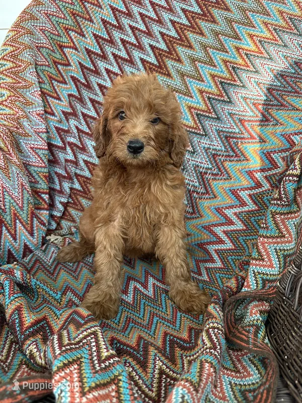Milo – Goldendoodle puppy for sale in Clifton, KS
